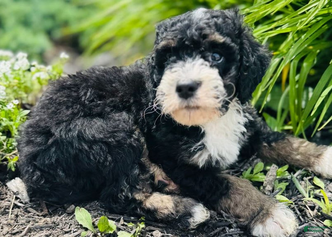 Bernedoodle dogs for sale: Camper - Image 6