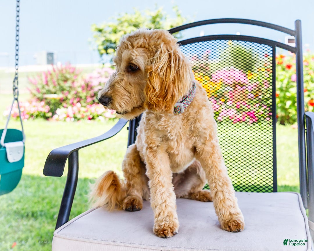 Goldendoodle dogs for sale: Charlotte - Image 8