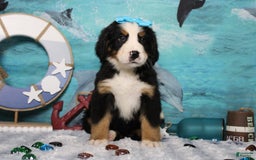 Bernese Mountain Dog dogs for sale: Pebbles - Image 31