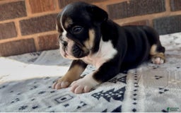English Bulldog dogs for sale: Chloe - Image 1