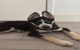 Siberian Husky dogs for sale: Rocky - Image 2