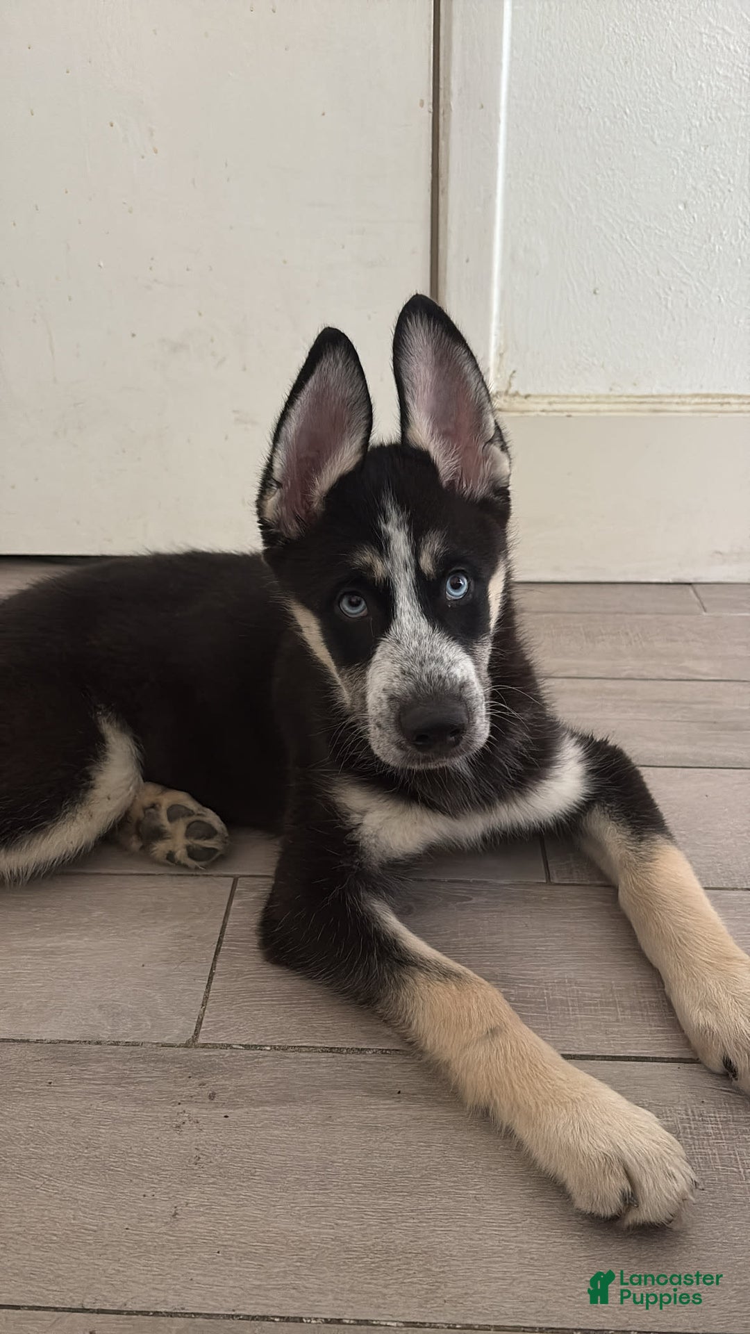 Siberian Husky dogs for sale: Rocky - Image 2
