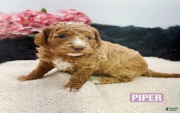 Mini Goldendoodle dogs for sale: Micro Piper - Image 2