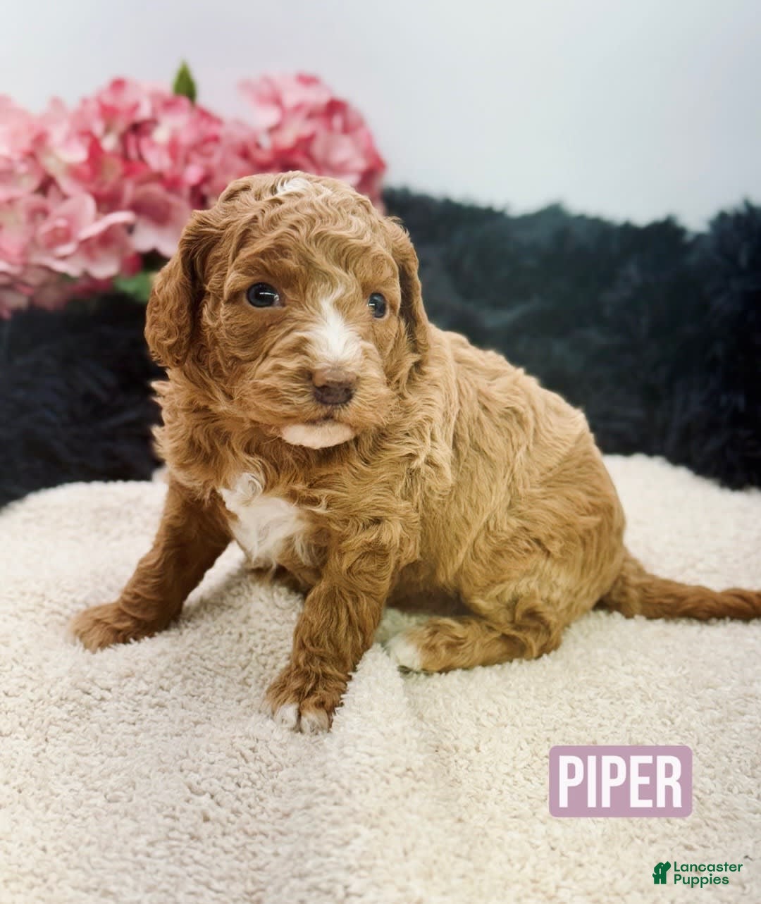 Mini Goldendoodle dogs for sale: Micro Piper - Image 2