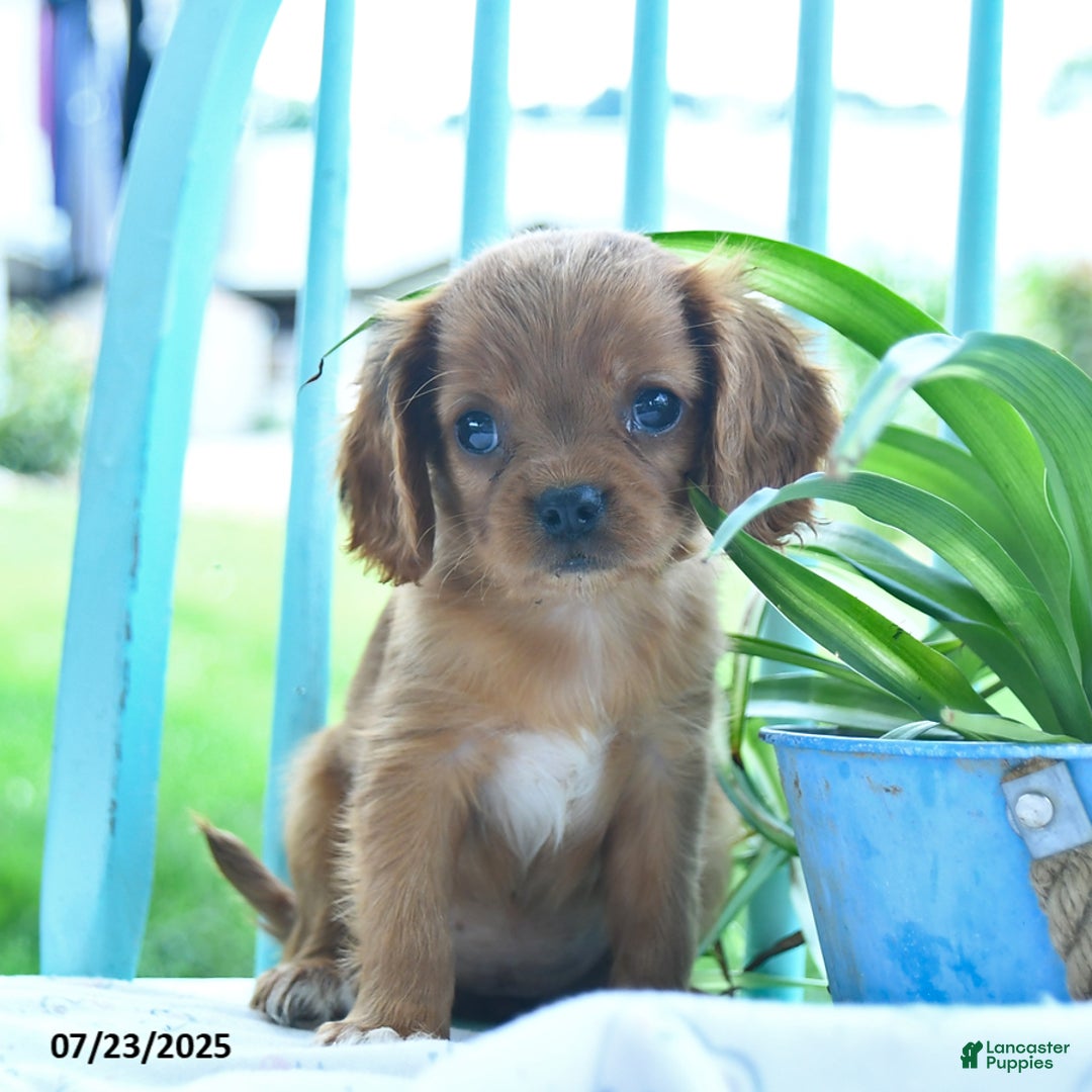 Cavalier King Charles Spaniel dogs for sale: Whisper - Image 2