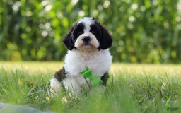 Cavapoo dogs for sale: Austin - Image 1