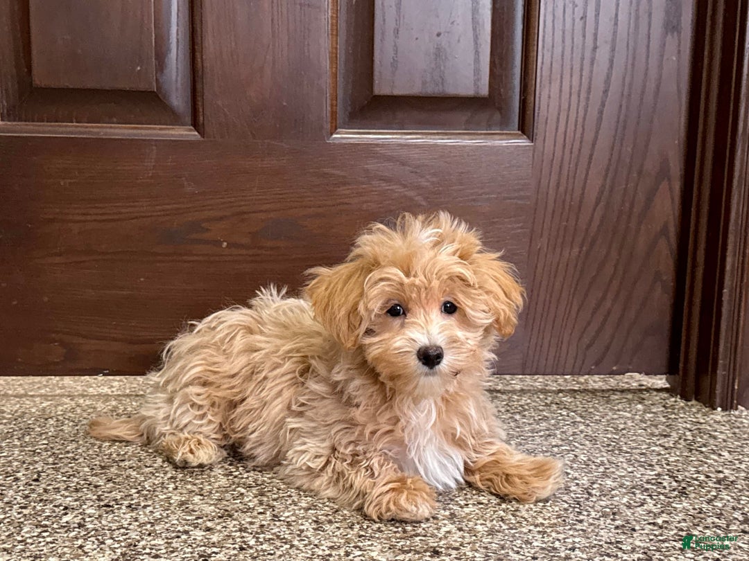 Maltipoo dogs for sale: Darling - Image 8