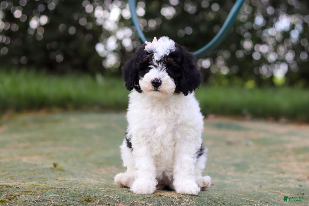 Mini Bernedoodle dogs for sale: Mini Bernedoodle 6 puppies - Image 32
