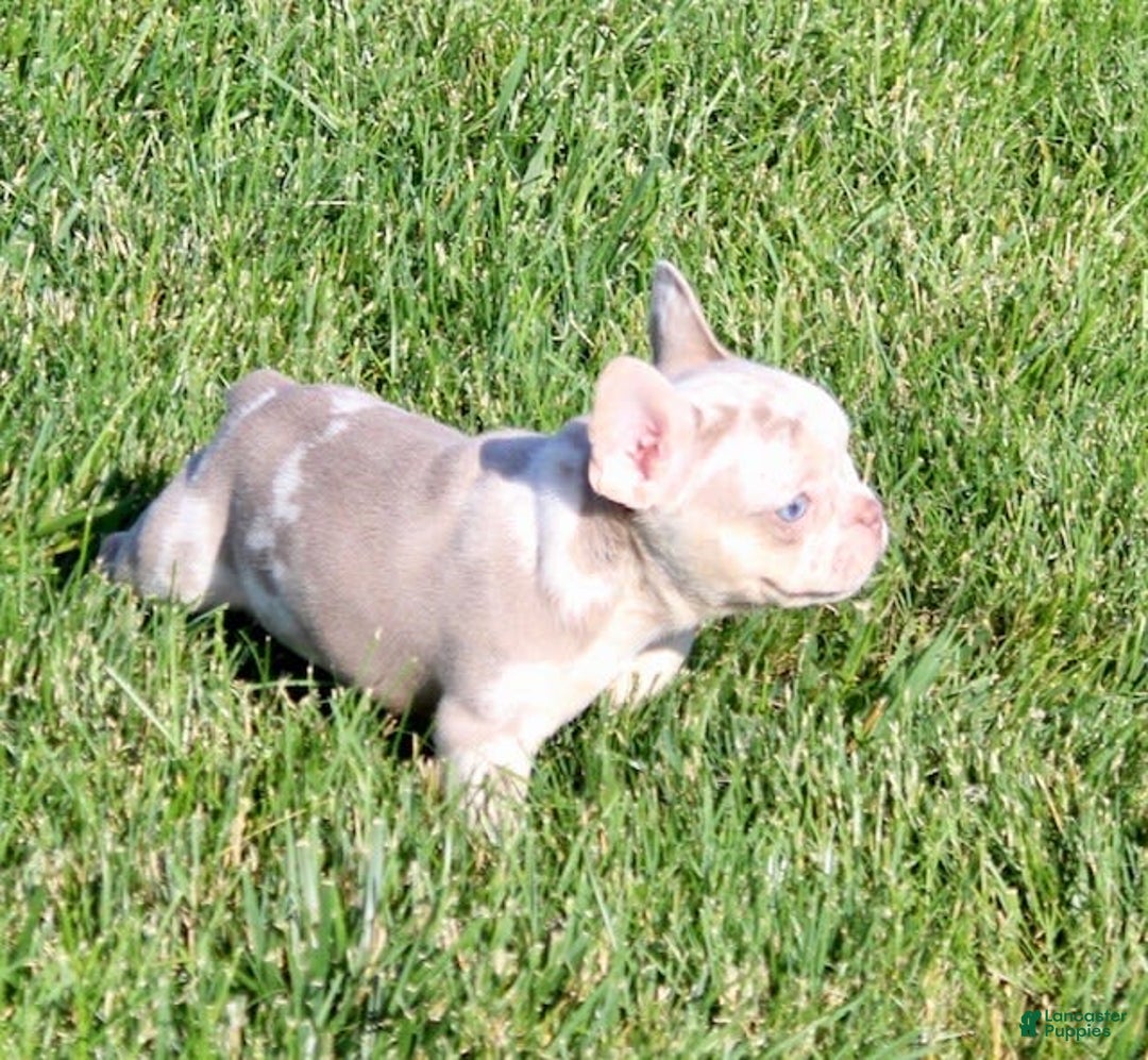 French Bulldog dogs for sale: Wesley - Image 8