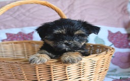 Morkie dogs for sale: Blossom - Image 6