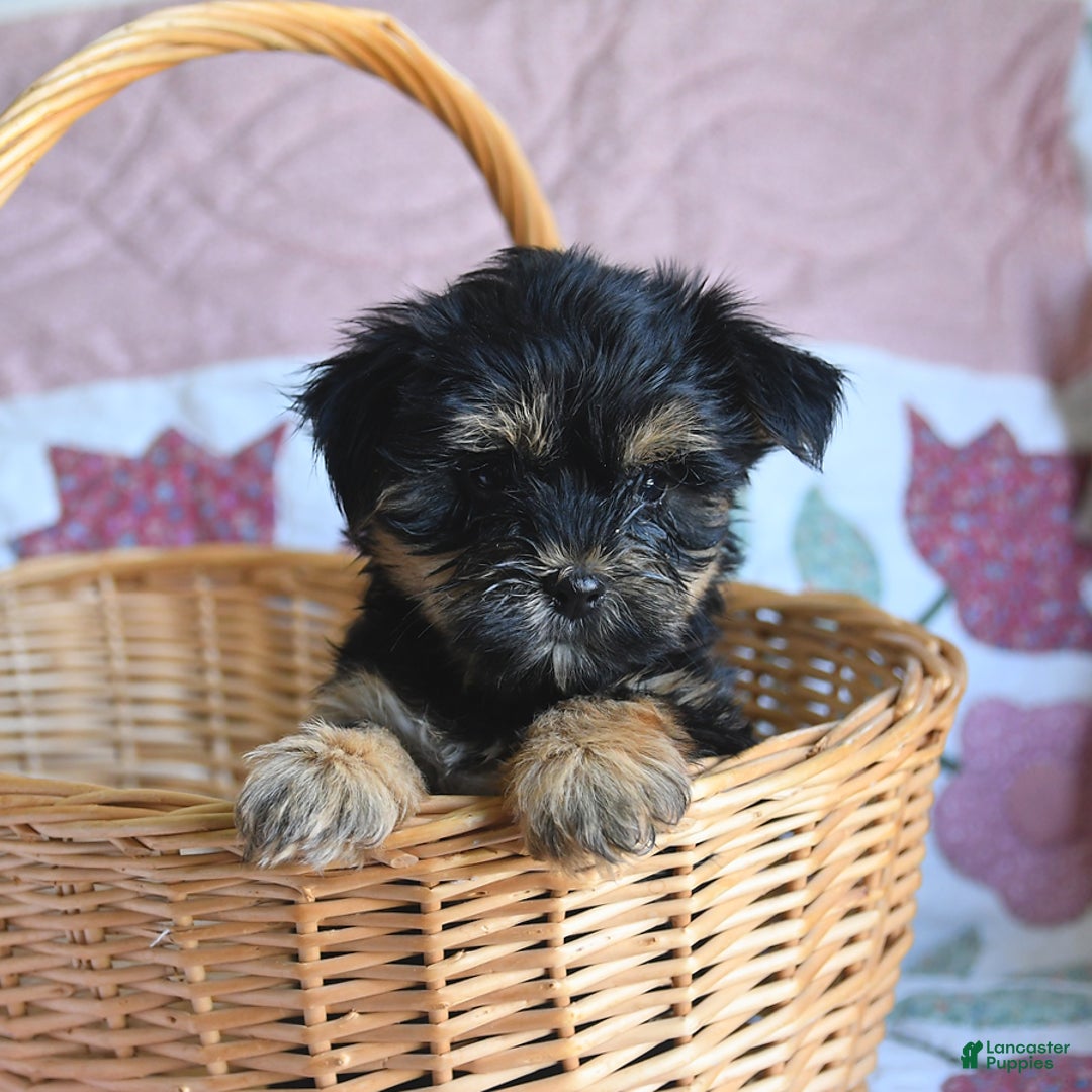 Morkie dogs for sale: Blossom - Image 6