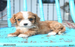 Cavapoo dogs for sale: Amber - Image 3