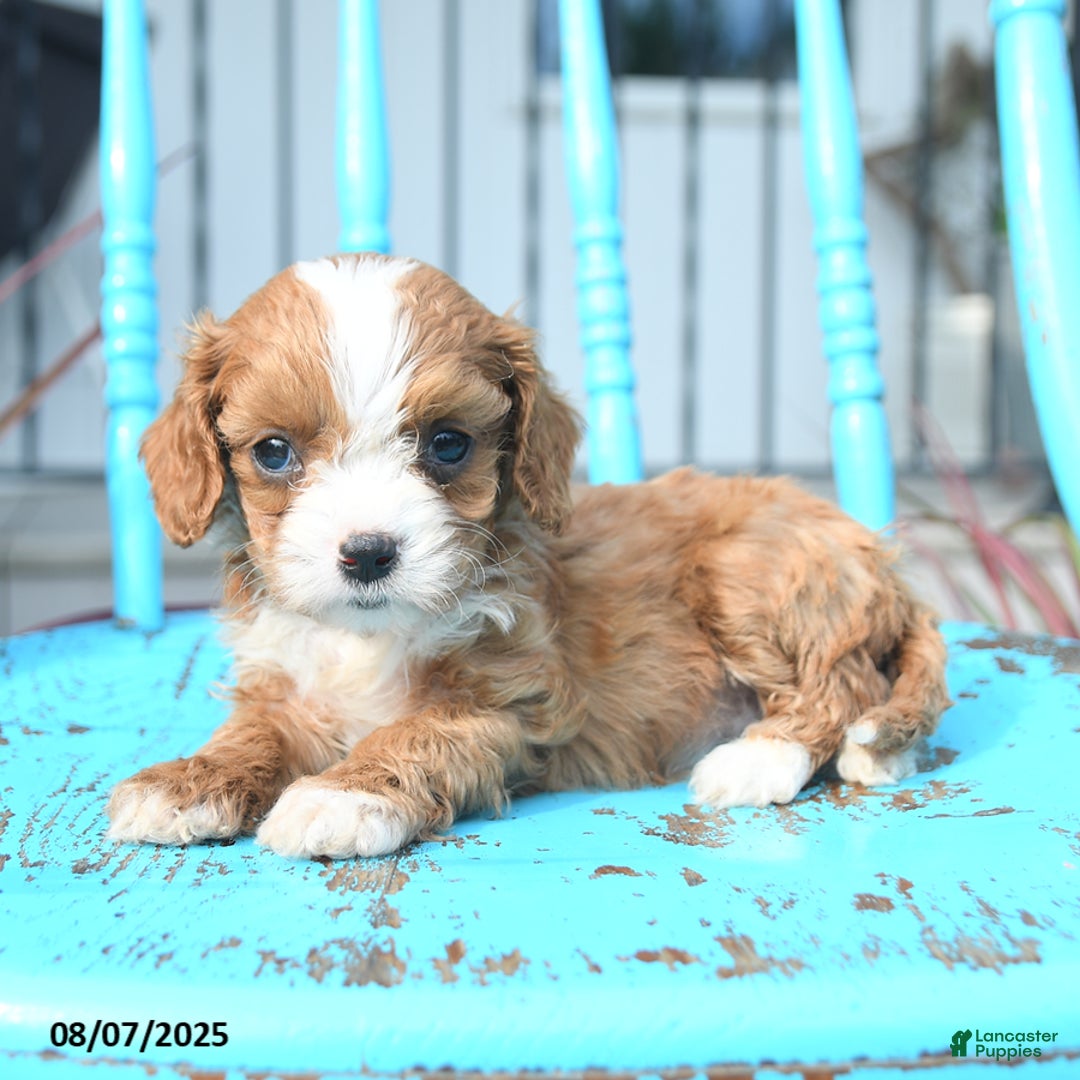 Cavapoo dogs for sale: Amber - Image 3