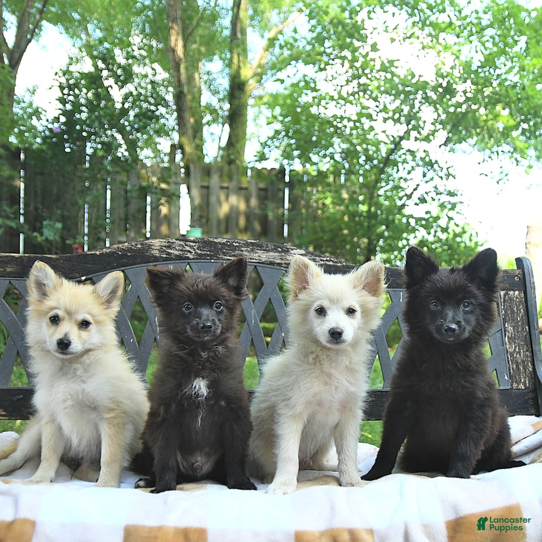 Pomeranian dogs for sale: Tinker - Image 5