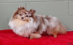 Pomeranian dogs for sale: Santiago - Image 1