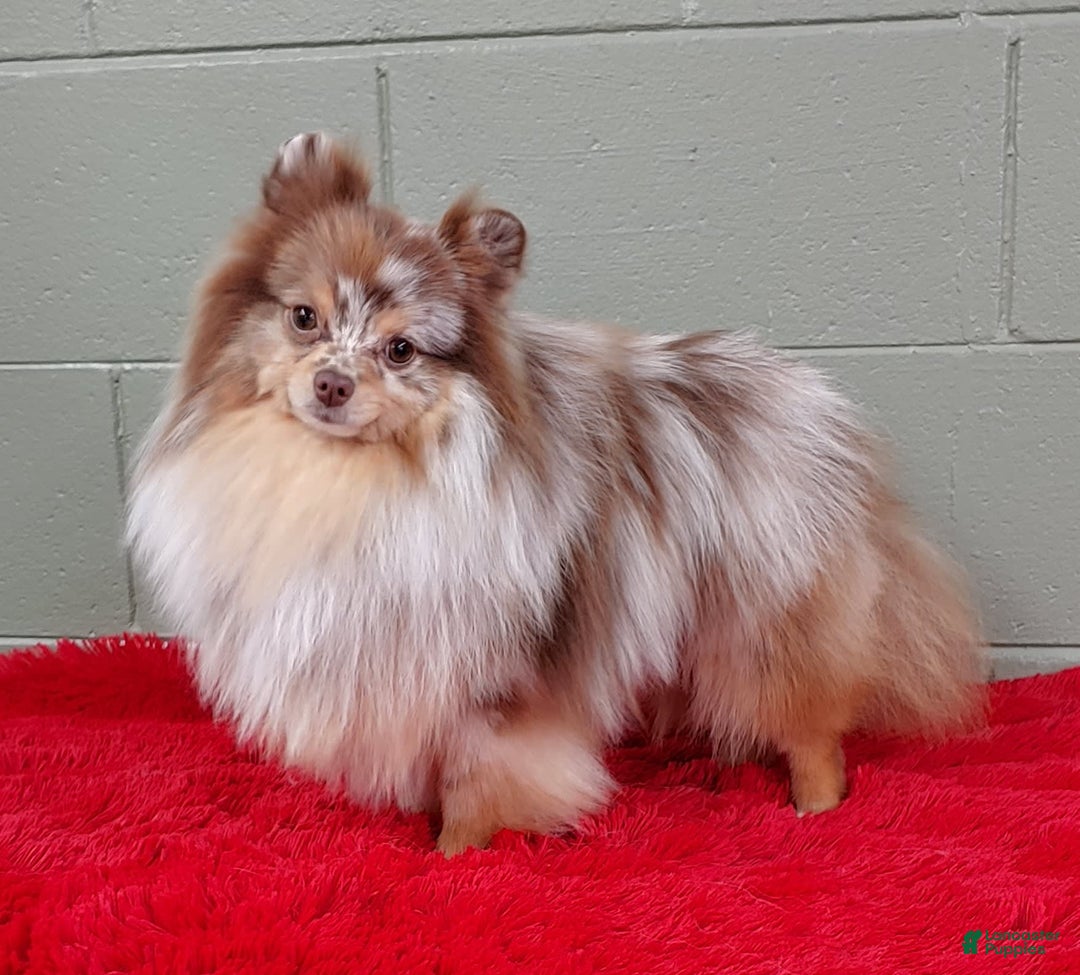 Pomeranian dogs for sale: Santiago - Image 1