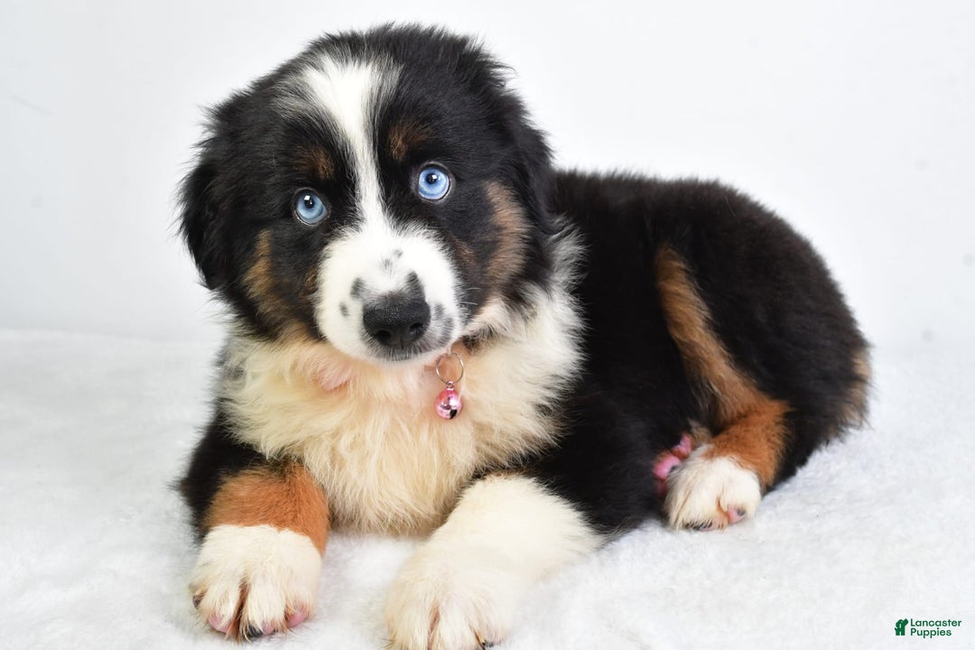 Miniature Australian Shepherd dogs for sale: Jody - Image 3
