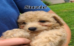 Bichpoo dogs for sale: Suzie - Image 3