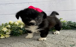 Shorkie dogs for sale: Star - Image 4