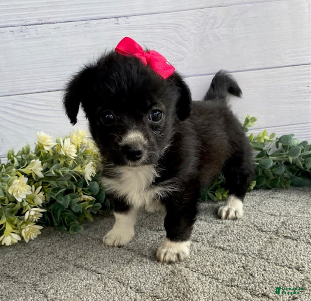 Shorkie dogs for sale: Star - Image 4
