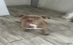 American Pit Bull Terrier dogs for sale: Rex - Image 2