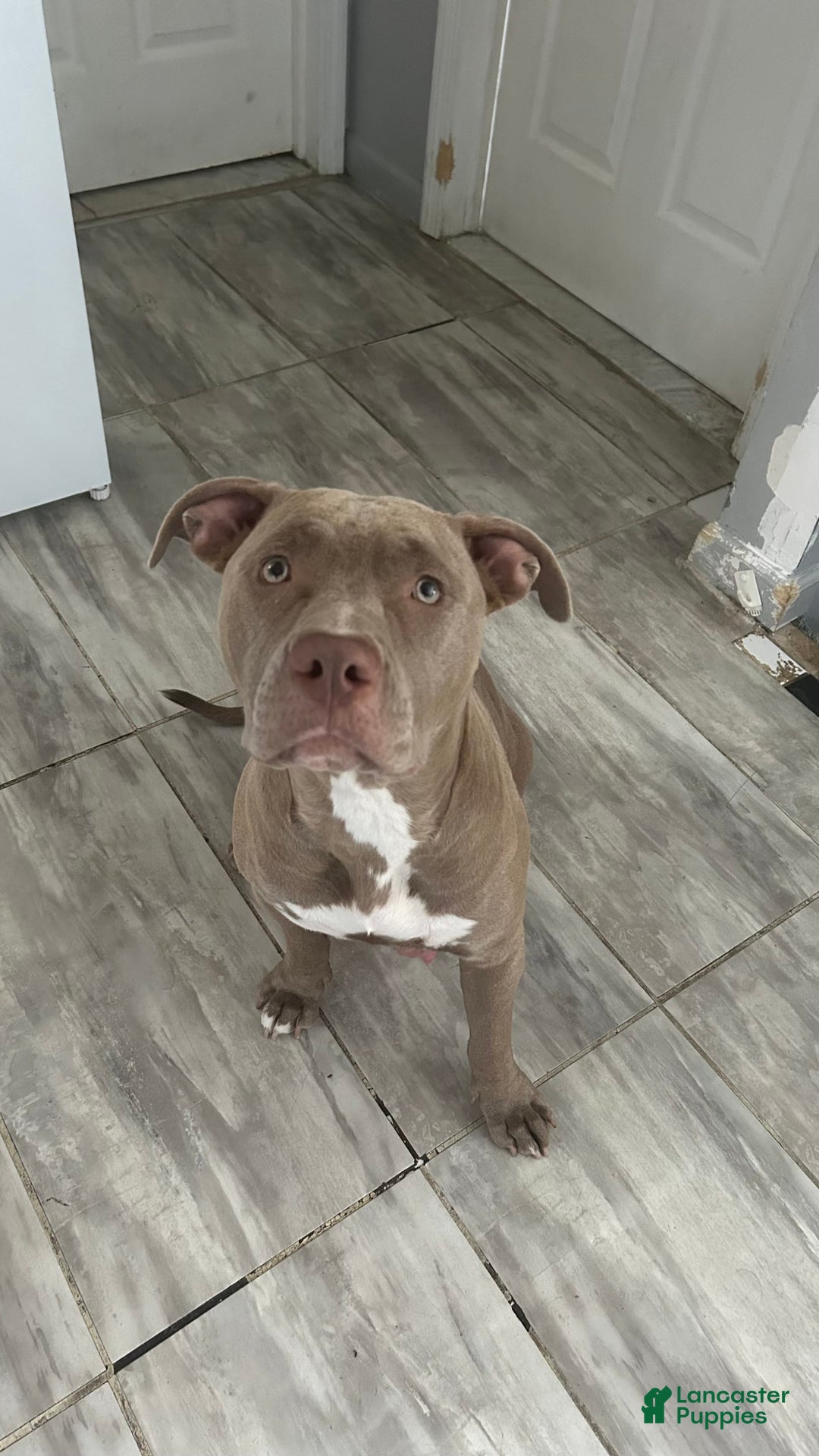 American Pit Bull Terrier dogs for sale: Rex - Image 2