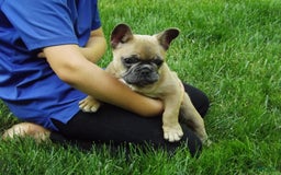 French Bulldog dogs for sale: Buddy - Image 7