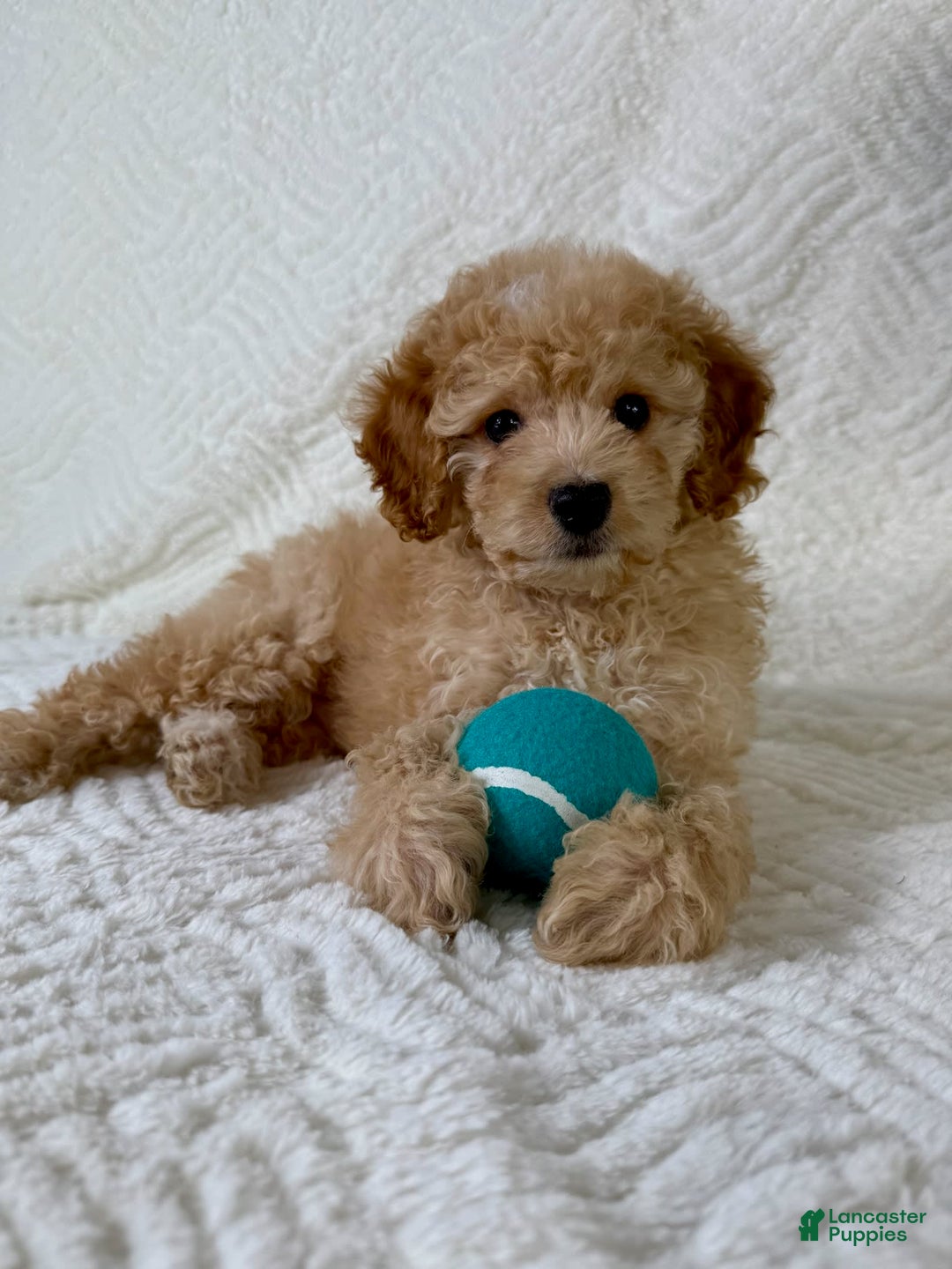 Cockapoo dogs for sale: Butters - Image 4