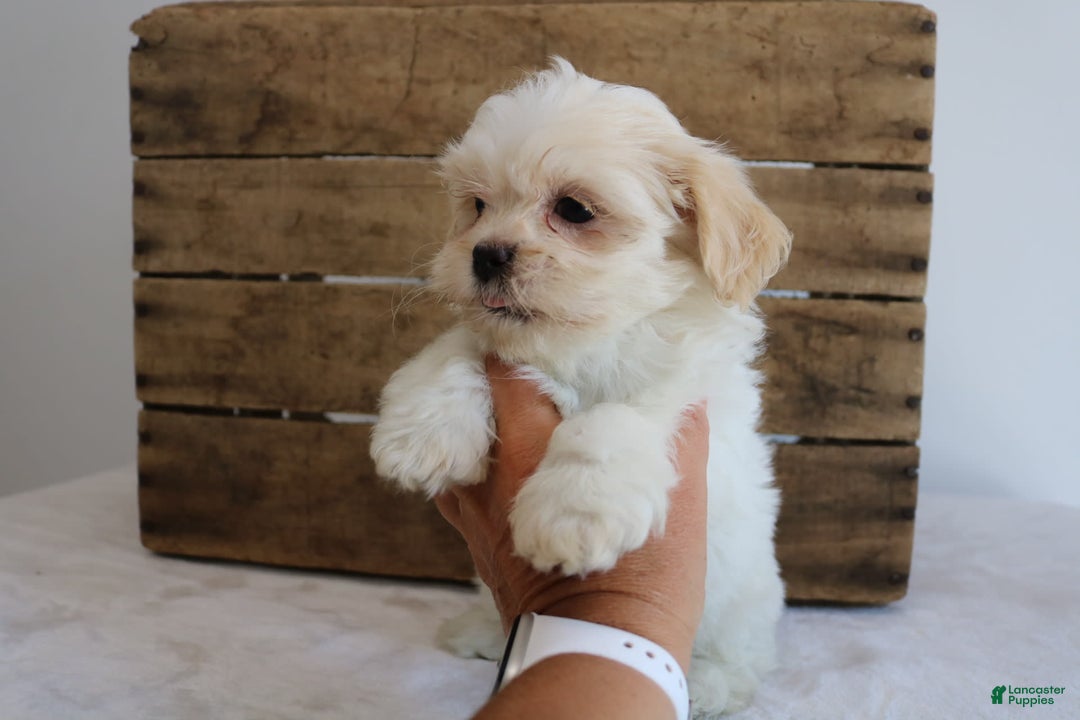 Teddy Bear dogs for sale: Katy - Image 7