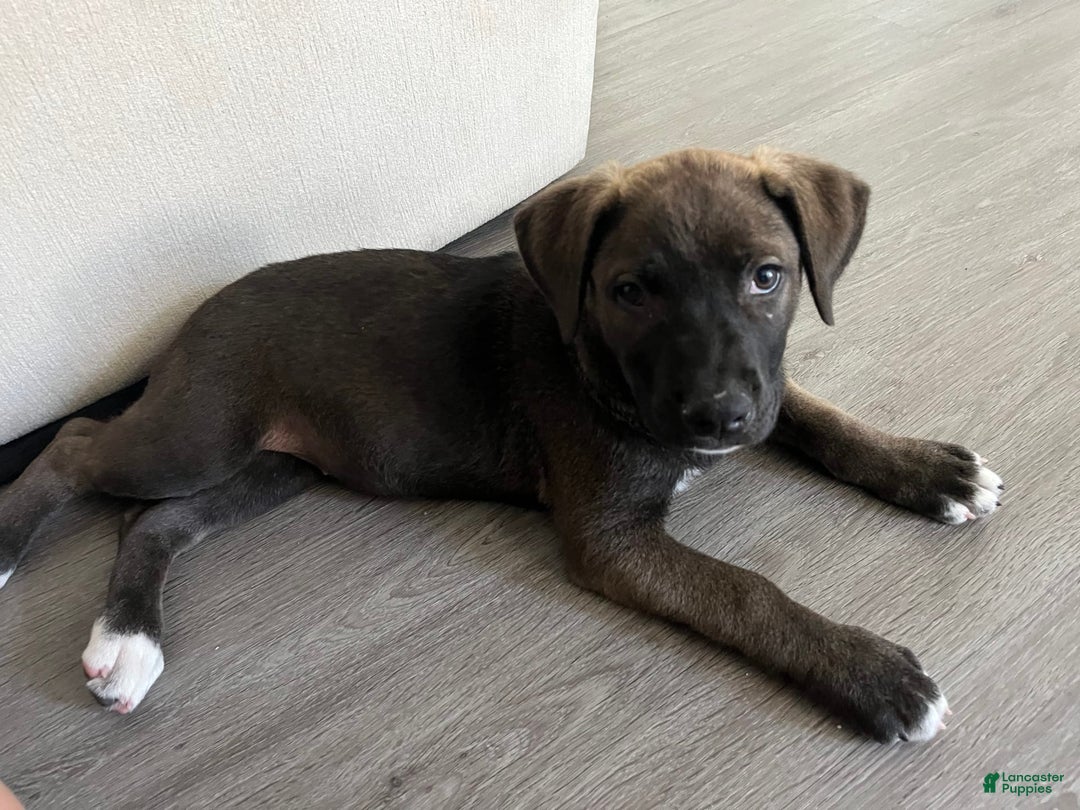 Labrador Retriever dogs for sale: Melody - Image 2