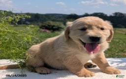 Golden Retriever dogs for sale: Muffin - Image 4