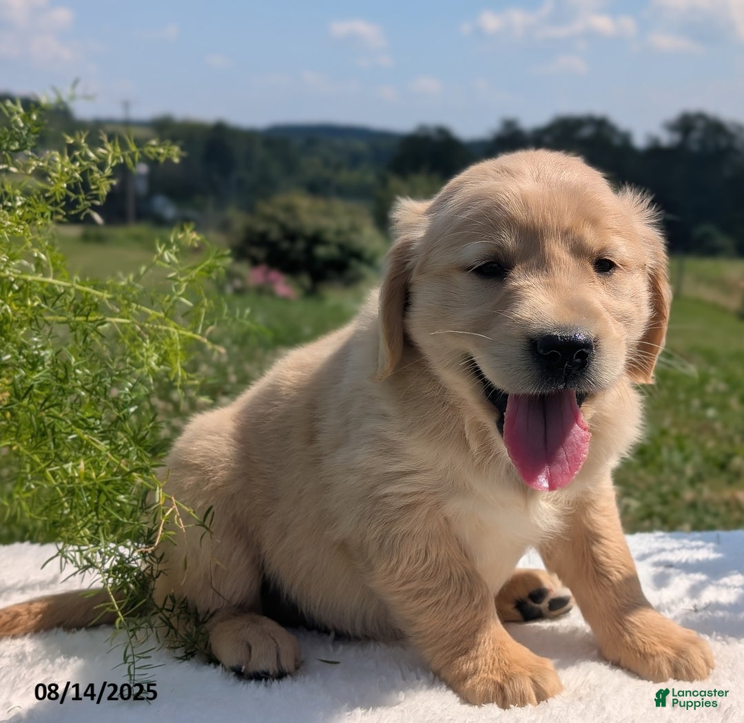 Golden Retriever dogs for sale: Muffin - Image 4