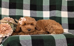 Cockapoo dogs for sale: Egypt - Image 11