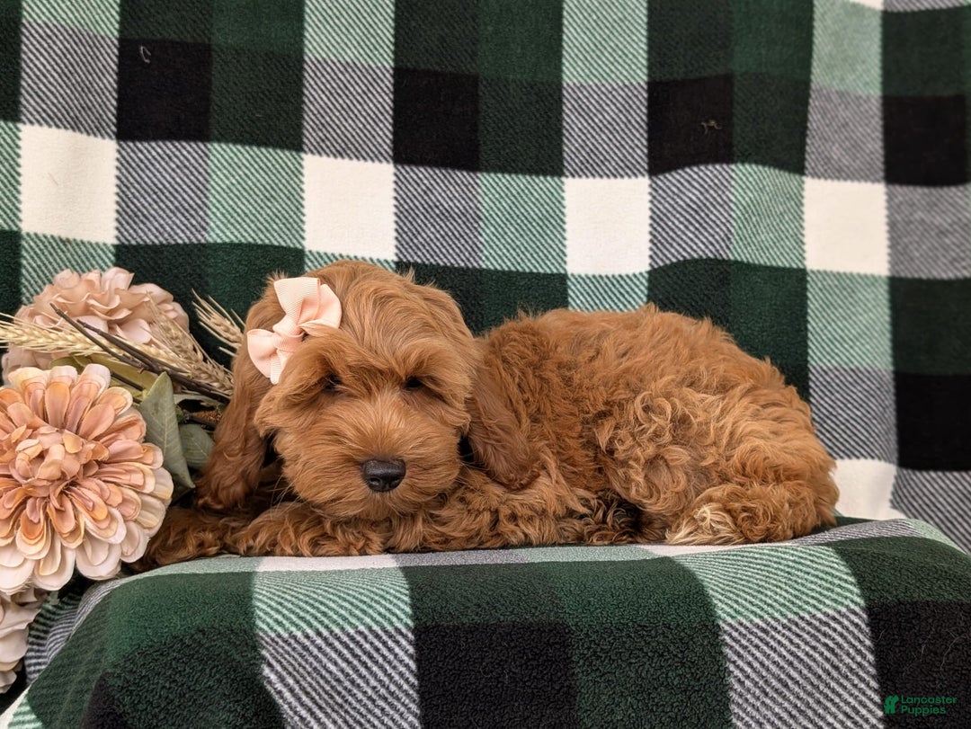 Cockapoo dogs for sale: Egypt - Image 11