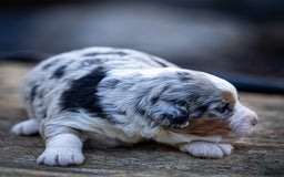 Mini Bernedoodle dogs for sale: Noli - Image 3