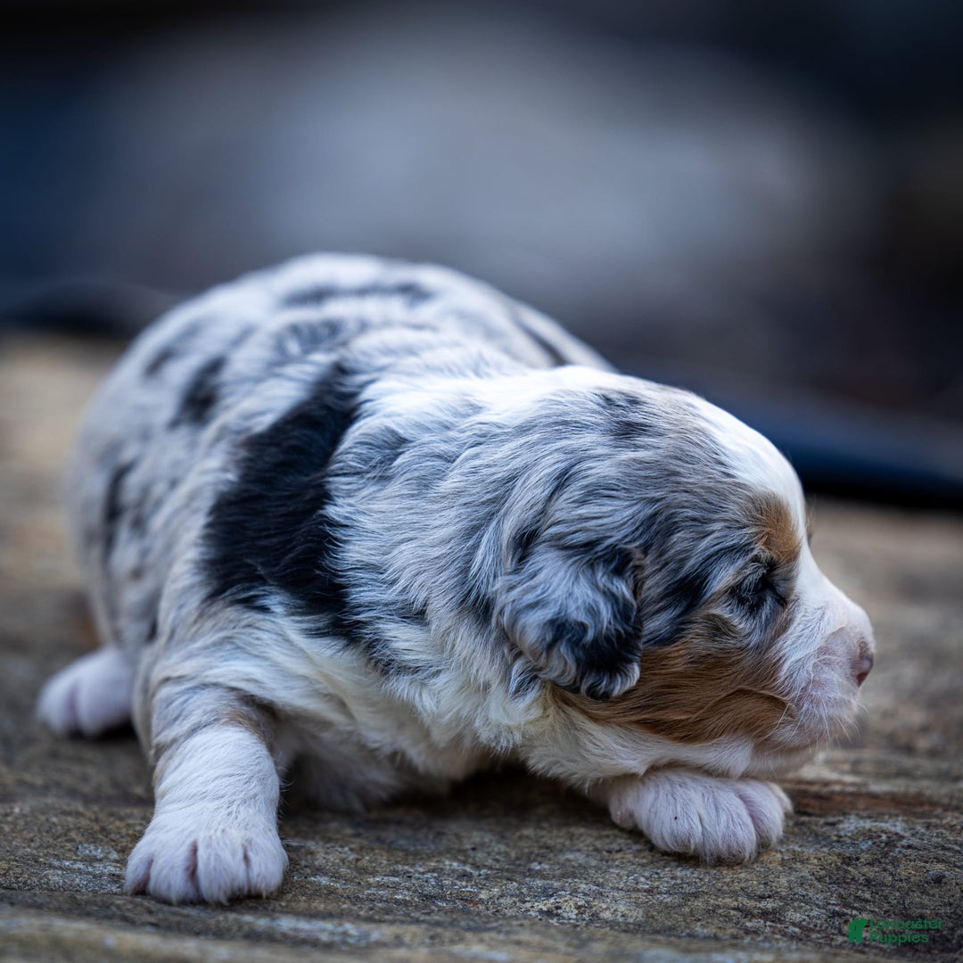 Mini Bernedoodle dogs for sale: Noli - Image 3
