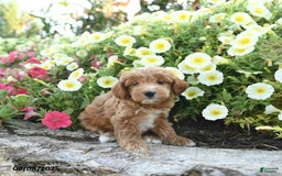 Havapoo dogs for sale: Havapoo 5 puppies - Image 6