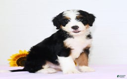 Mini Bernedoodle dogs for sale: Ben - Image 5