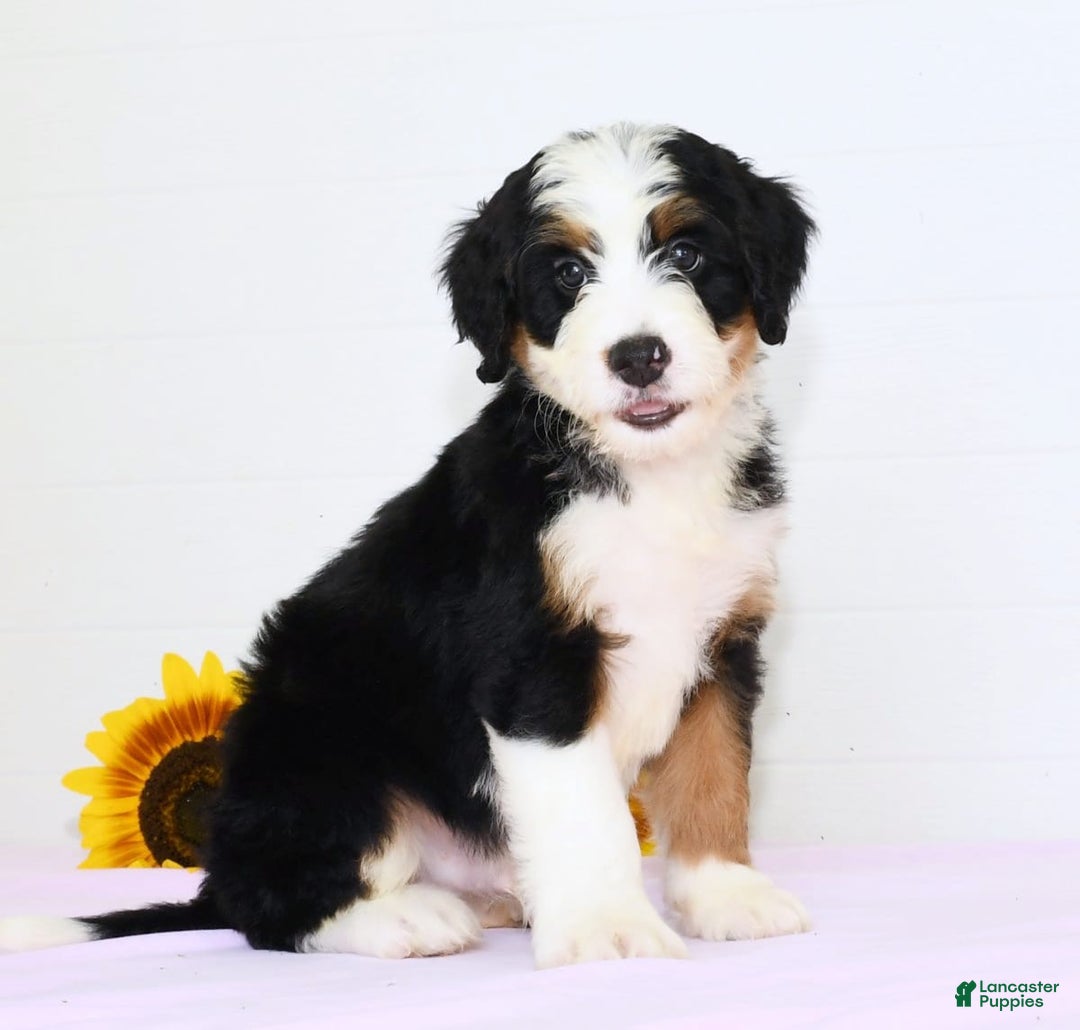 Mini Bernedoodle dogs for sale: Ben - Image 5