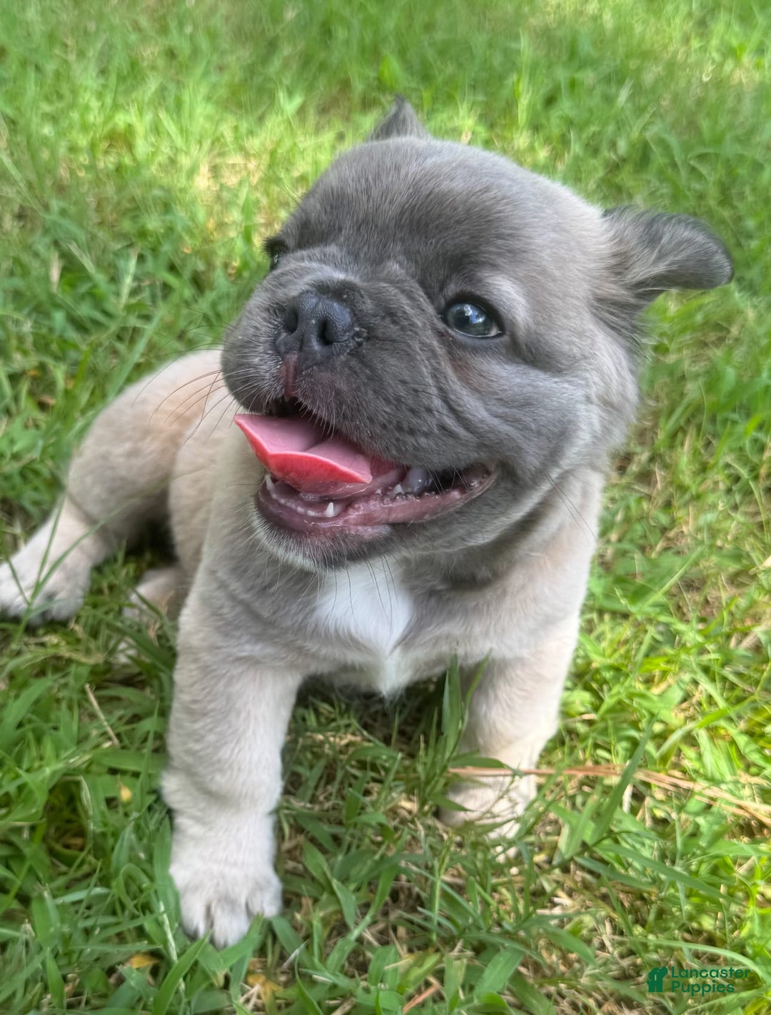 French Bulldog dogs for sale: CHEWIE - Image 6