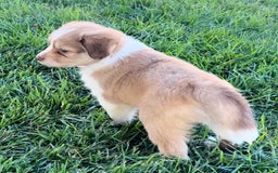 Mini Aussiedoodle dogs for sale: Lani - Image 2