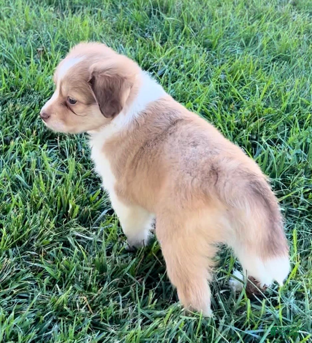 Mini Aussiedoodle dogs for sale: Lani - Image 2