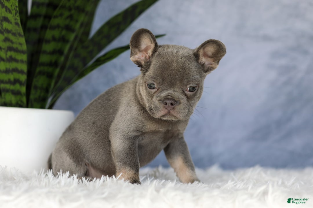 French Bulldog dogs for sale: Ember - Image 9