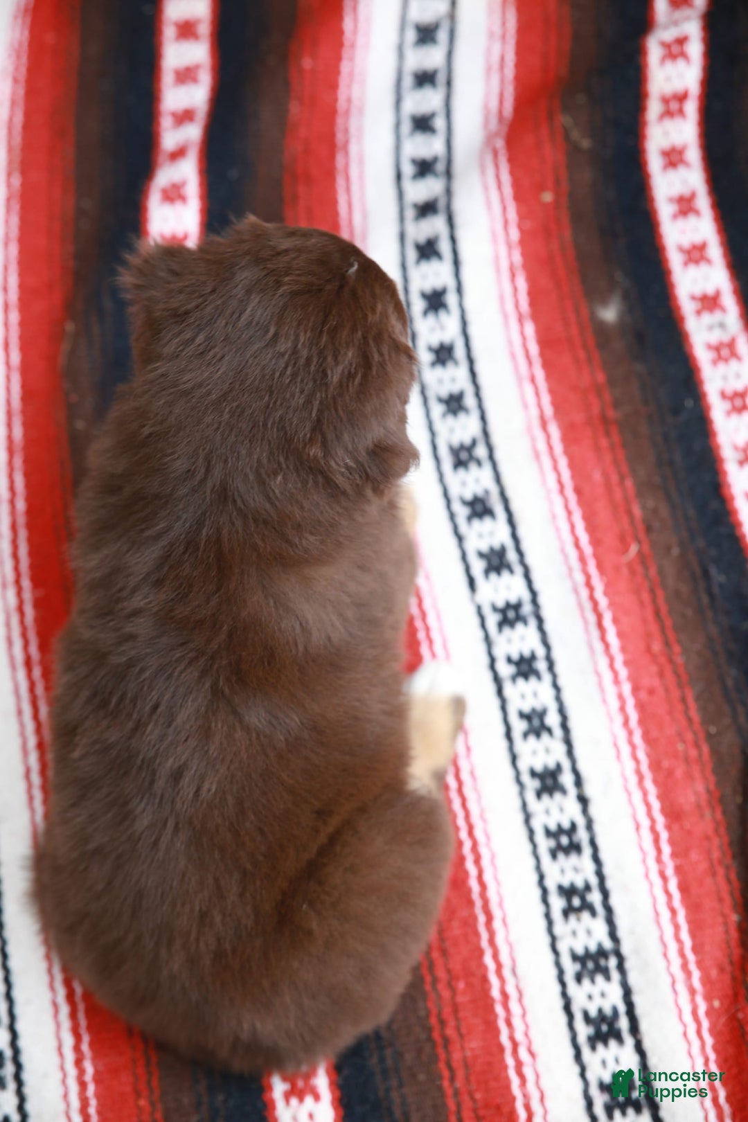Australian Shepherd dogs for sale: Ocean - Image 6