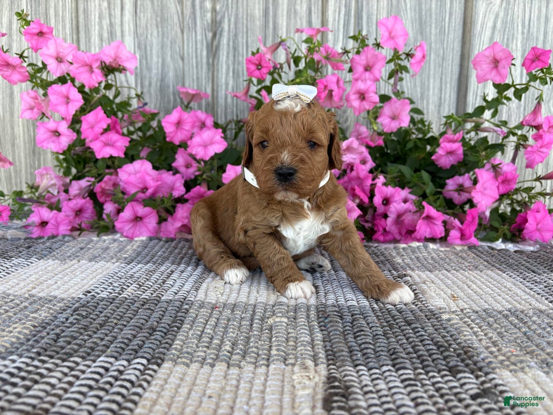 Mini Goldendoodle dogs for sale: Destiny - Image 3