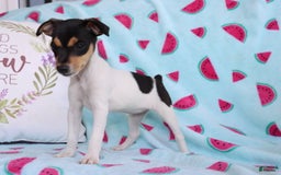 Toy Fox Terrier dogs for sale: Ranae - Image 2
