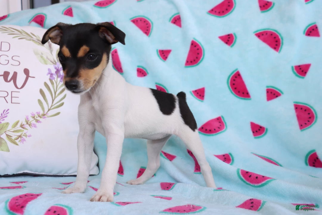Toy Fox Terrier dogs for sale: Ranae - Image 2