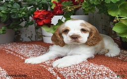 Cocker Spaniel dogs for sale: Peaches - Image 2