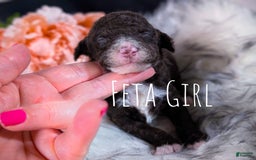 Mini Bernedoodle dogs for sale: Feta - Image 1