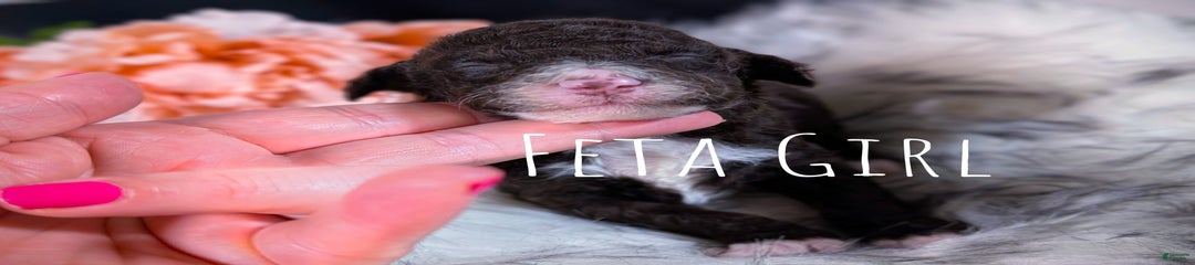 Feta